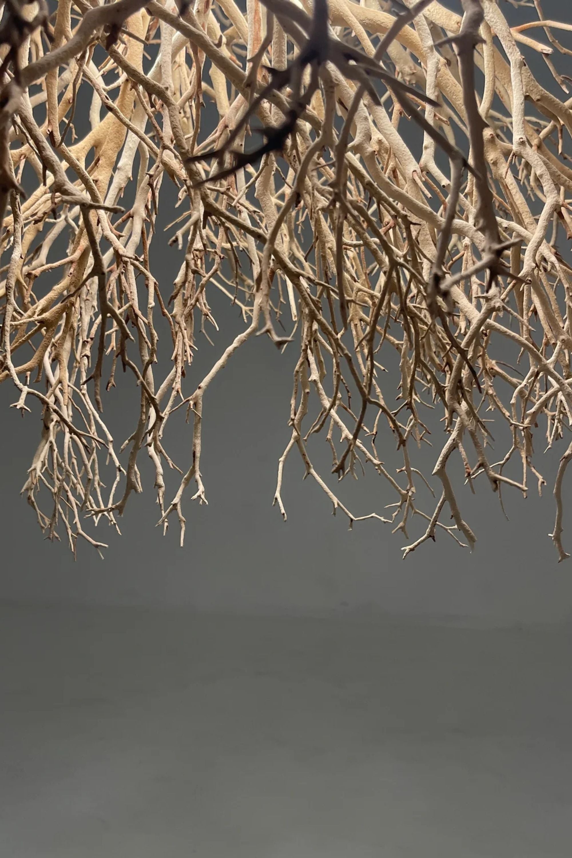 Branch Chandelier | 8 Bulbs