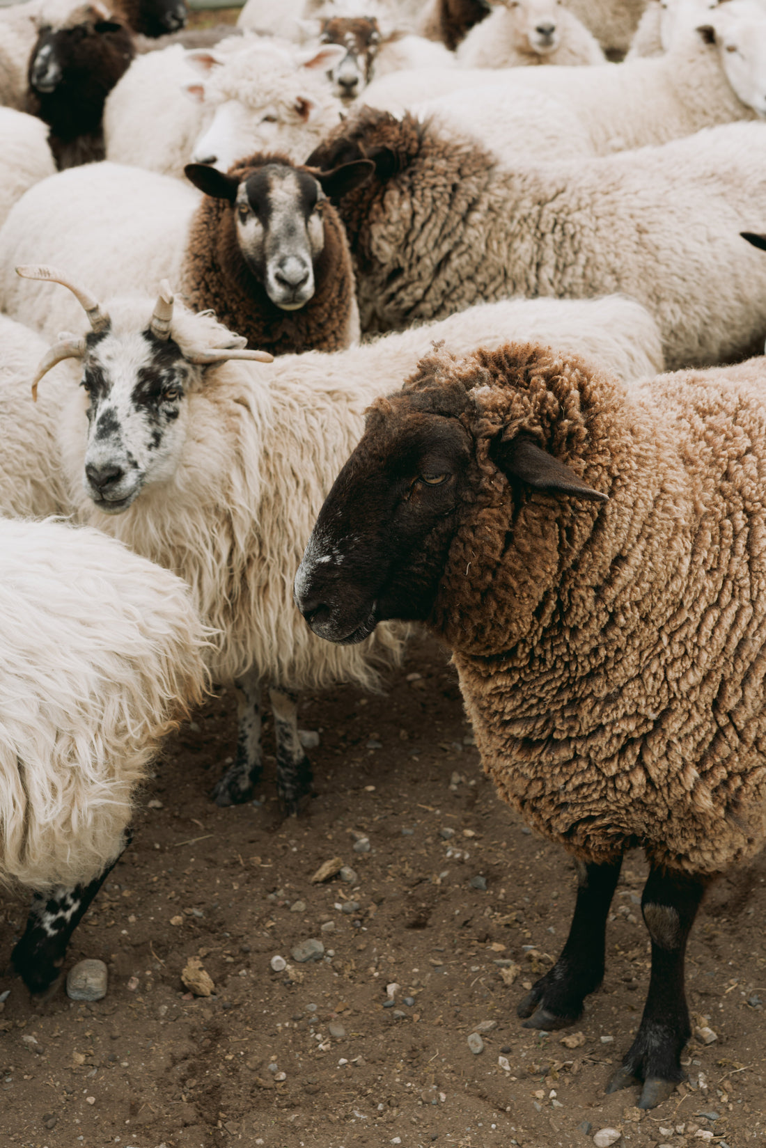 Sheep District Loom Shoot