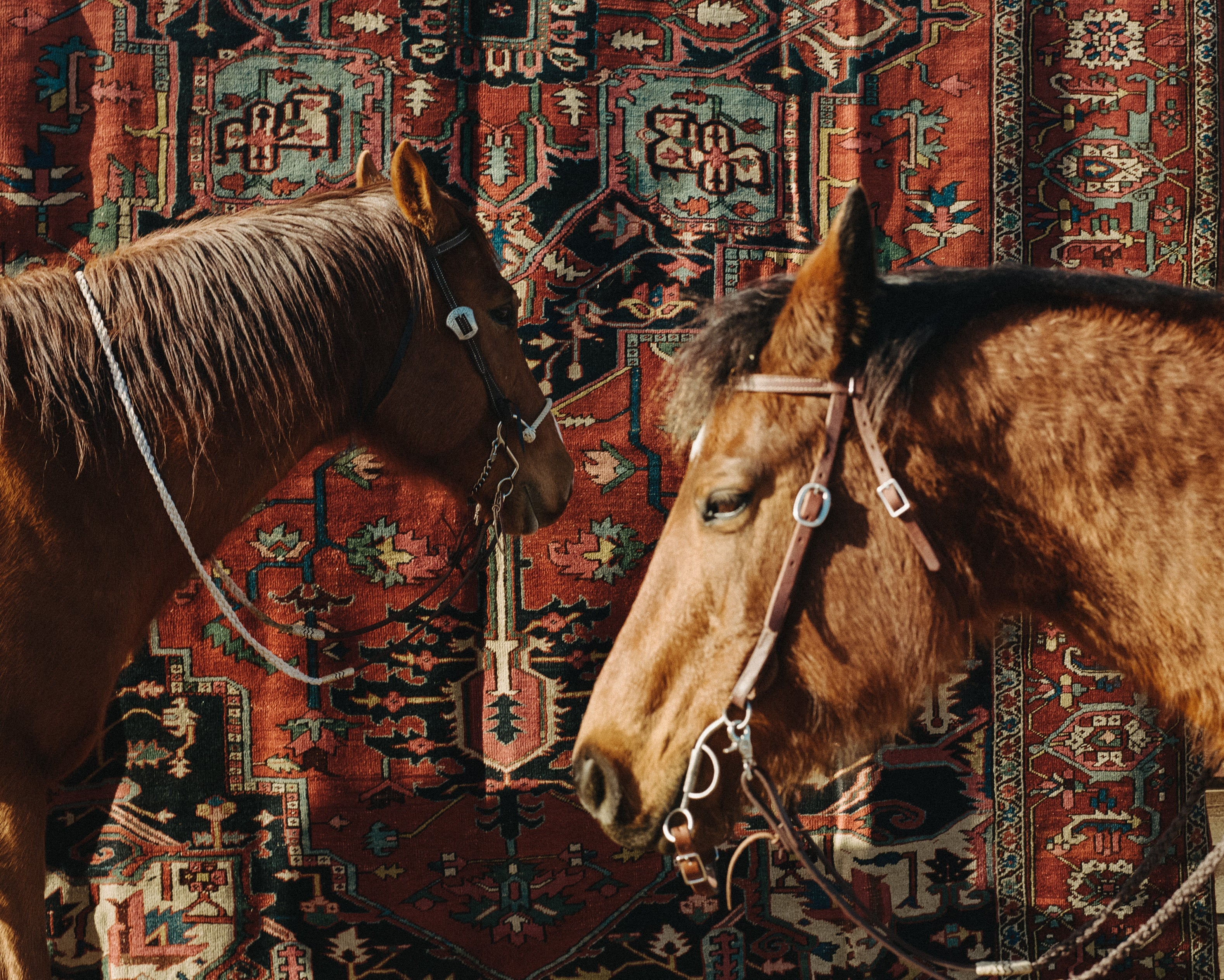 Year of the Horse Collection