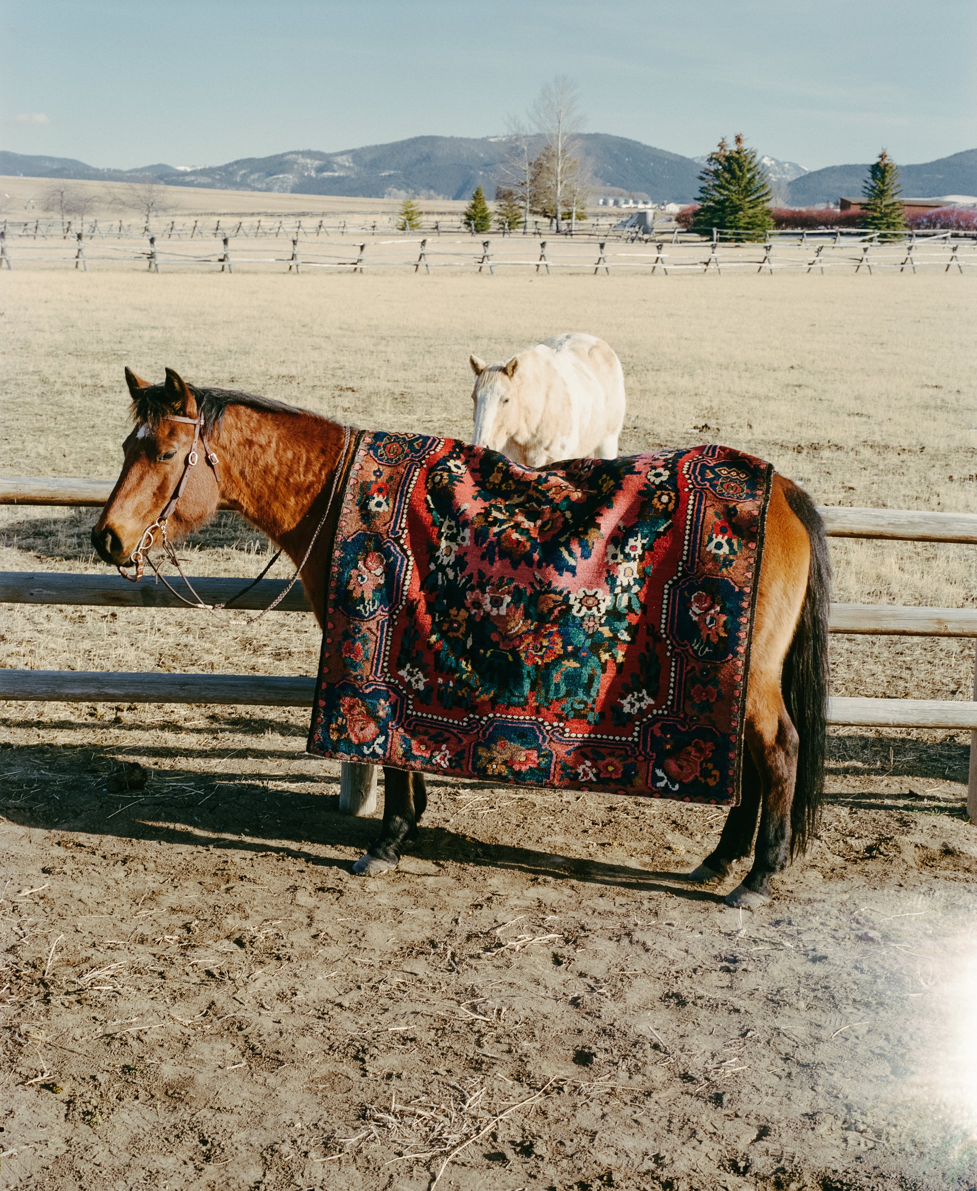 District Loom Vintage Bakhtiyari Scatter Rug Pricilla